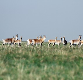 Mongolische Gazellen. Foto: Gankhuyak Purev-Ochir