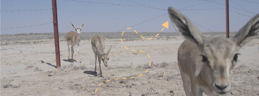 Gazelles cross an adapted wildlife-friendly border fence made of barbed wire © BRCC