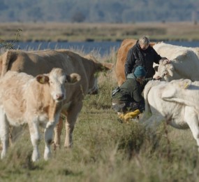 Uckermärker Rinder in den Karrendorfer Wiesen. Foto: Max Sänger