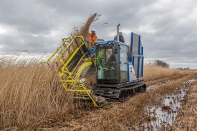 Schilfernte im Moor: Paludi-Biomasse für z.B. Verpackungen oder Bau- und Dämmstoffe. Foto: Tobias Dahms